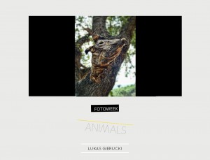 Fotoweek - Animals : Lukas Gierucki © moversinmover