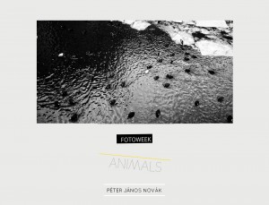 Fotoweek - Animals : Péter János Novák © moversinmover