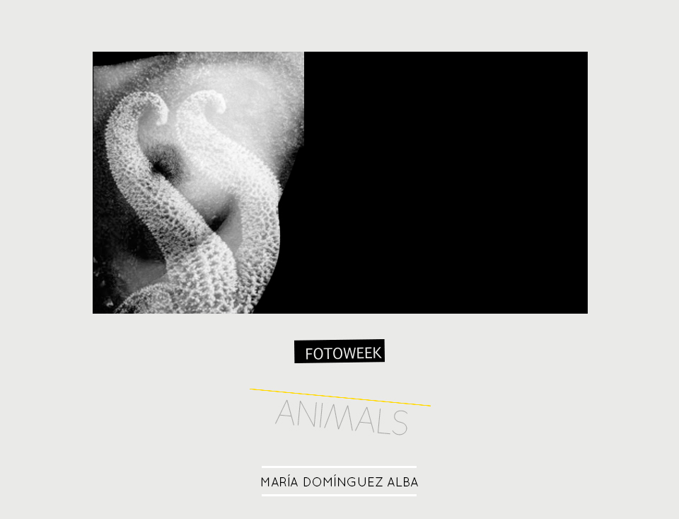 Fotoweek - Animals : María D. Alba © moversinmover