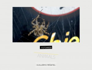 Fotoweek - Animals : Guillermo Peñafiel © moversinmover
